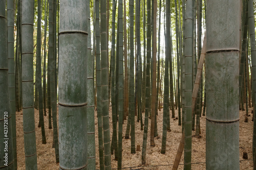 Multiple bamboo patterns in a kyoto park a place to relax