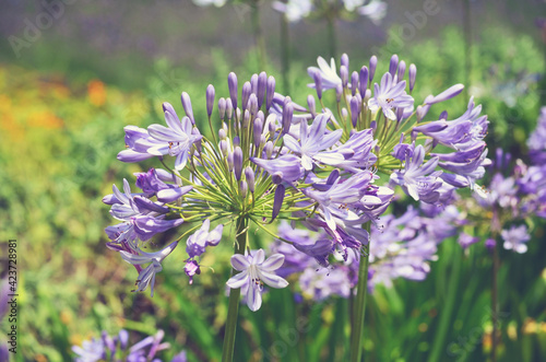 Blue Agapanthus Flowers. Retro Effect