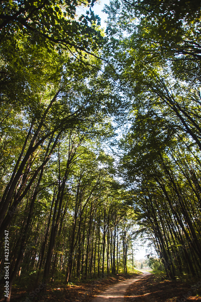 Fototapeta premium trees in the forest