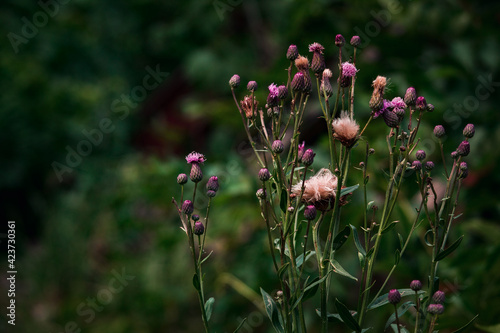 Blooming branch of creeping thistle flower with pinky-purple shaggy flowers on the green plant background at meadow photo