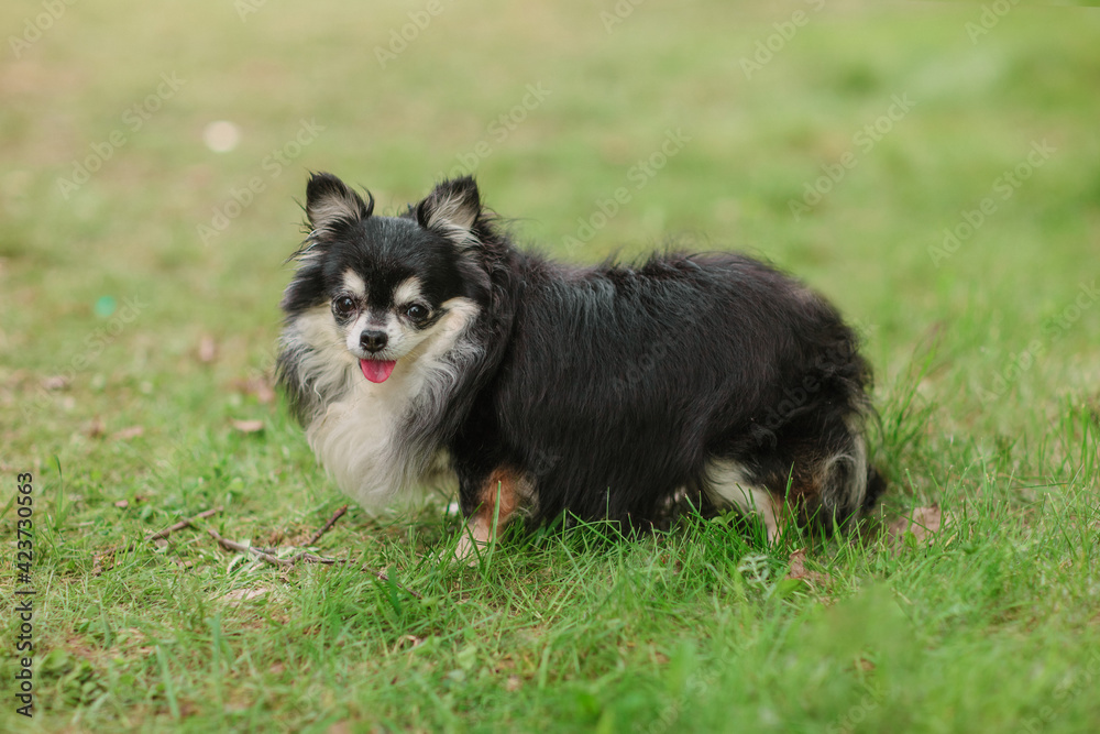 Cute small tricolour dog, longhaired  chi hua hua, friendly looks into the camera