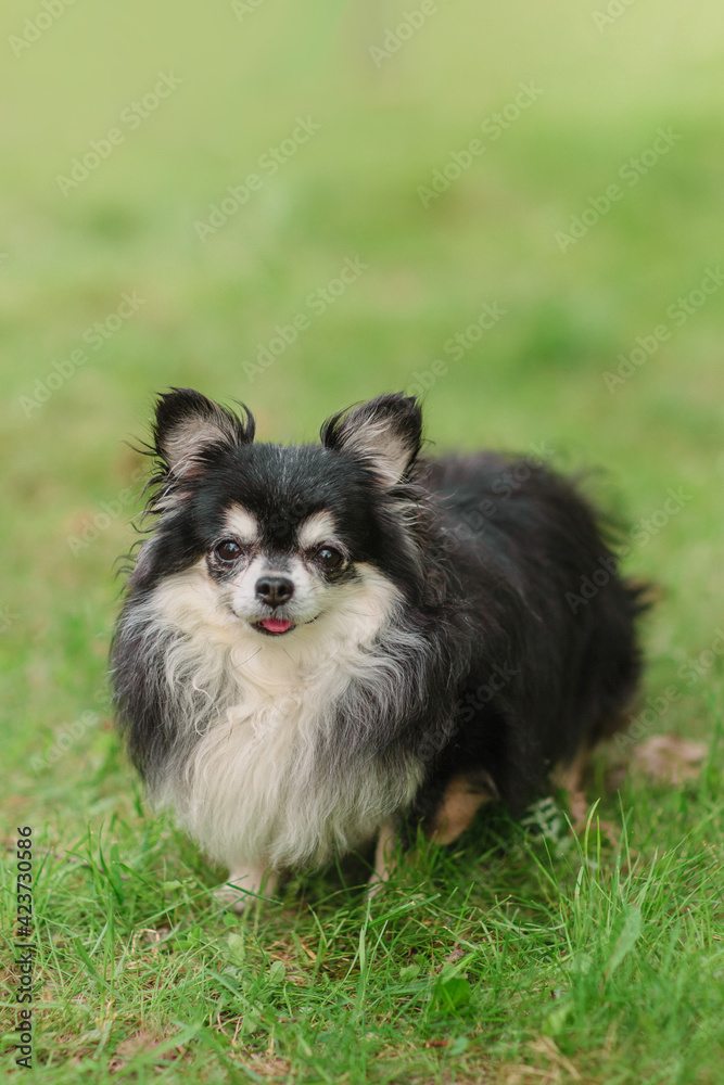 Cute small tricolour dog, longhaired chi hua hua, friendly looks into the camera Cute small tricolour dog, longhaired chi hua hua, friendly looks into the camera