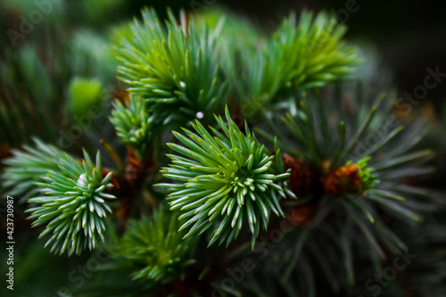 Young pine branch with green-blue needles on the background of spruce