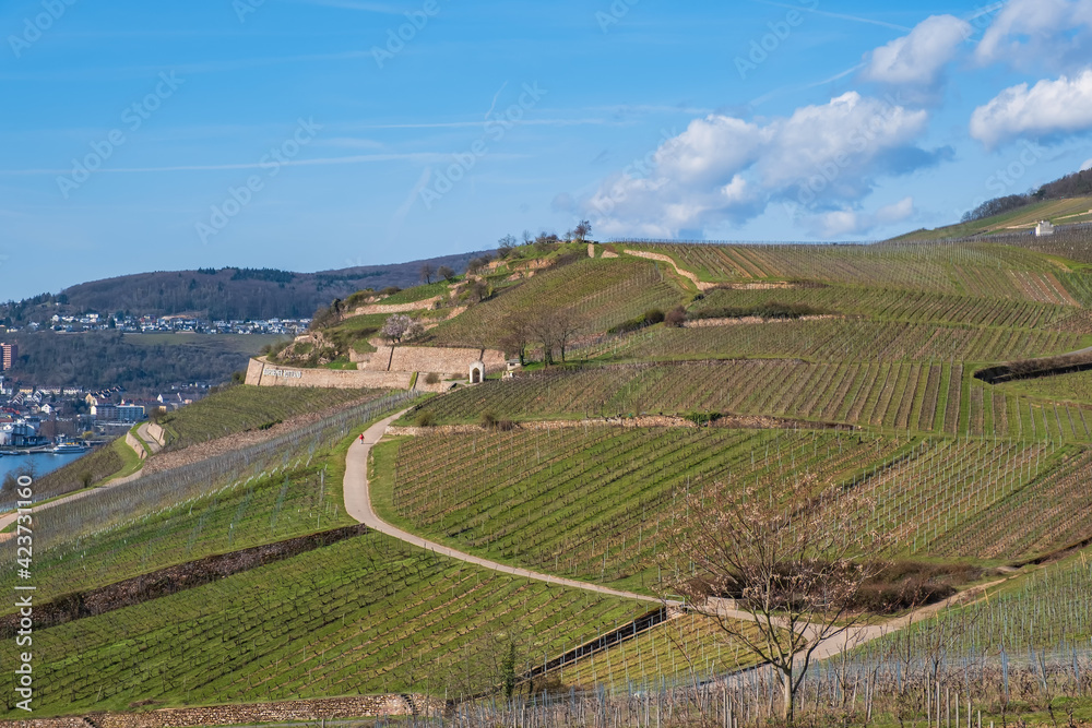 View of the vineyards around Ruedesheim am Rhein / Germany in spring 
