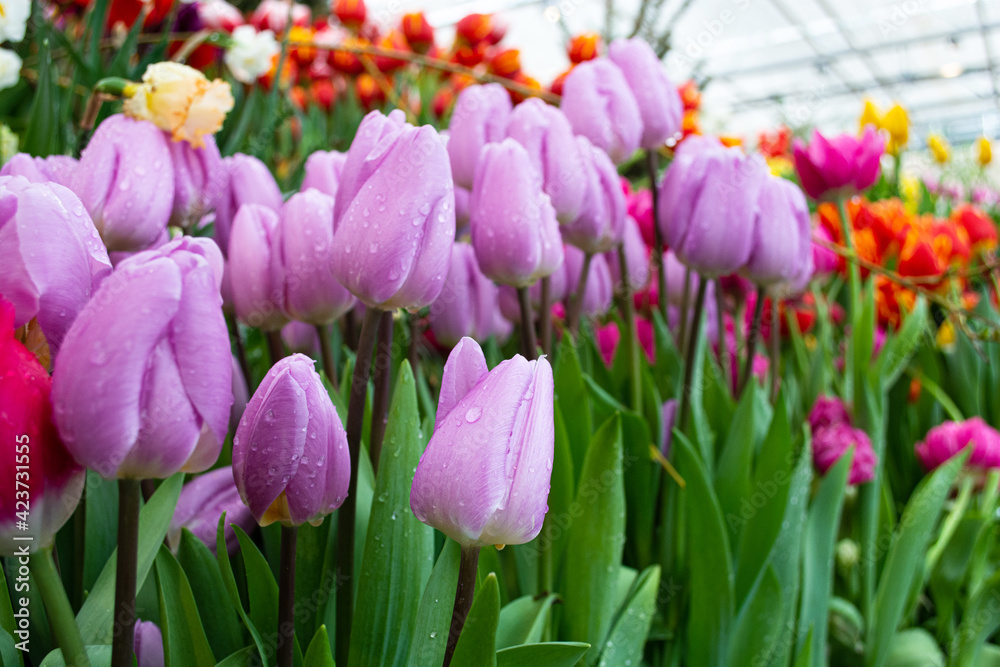 Bright tulips with drops after rain on a spring day in the garden. Spring blossom, Tulips blooming