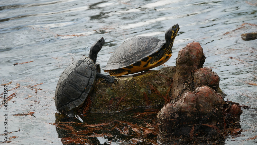 Turtle Back Roots Two chicken turtles warming in the sun on tree roots sticking out of ...