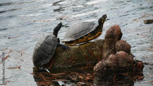 Two chicken turtles warming in the sun on tree roots sticking out of the water photo