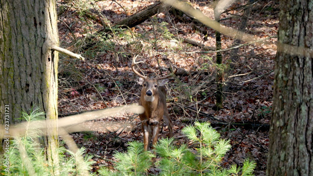 White-tailed buck with antlers in the forest looking at the camera with its head tilted White-tailed buck with antlers in the forest looking at the camera with its head tilted