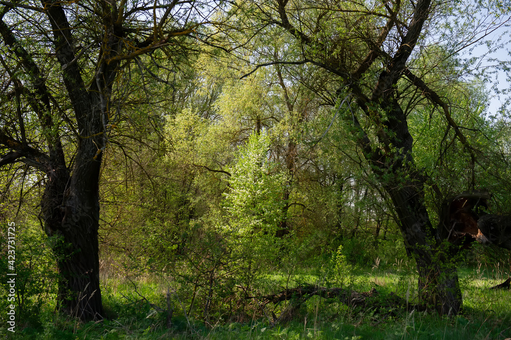 old trees on the background of green young trees in deciduous forest on a sunny day. Spring season in May. Ukraine. Europe. old trees on the background of green young trees in deciduous forest on a sunny day. Spring season in May. Ukraine. Europe.