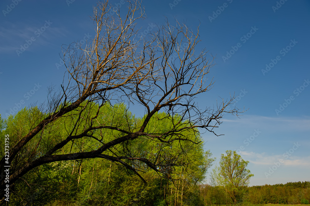 dry branch on a background of green foliage of deciduous forest on a sunny day. Spring season in May. dry branch on a background of green foliage of deciduous forest on a sunny day. Spring season in May.