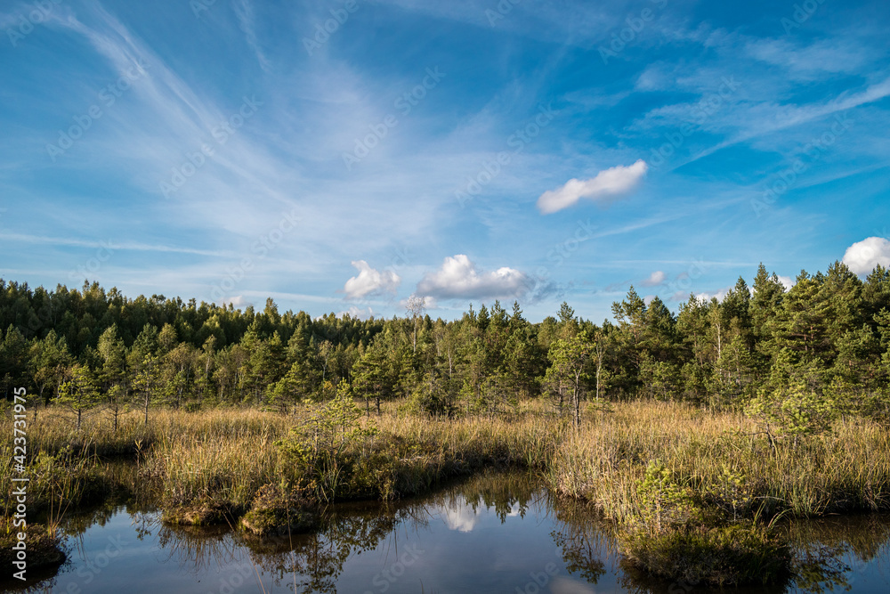 Colorful Sulphur pond trail in the Raganu (Witch) swamp in Kemeri National Park near Jurmala, Latvia