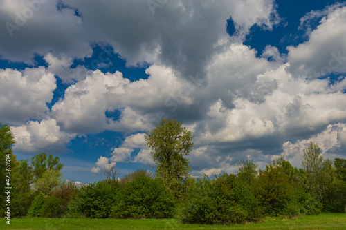 Clouds  deciduous forest and green meadow on a sunny day  landscape.
