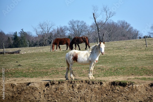 horses on a farm © Vito Natale NJ USA
