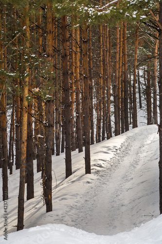 snow covered trees