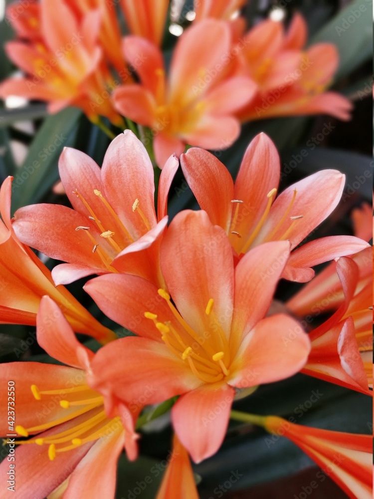 true natural open flowers vivid colors true natural open flowers vivid colors