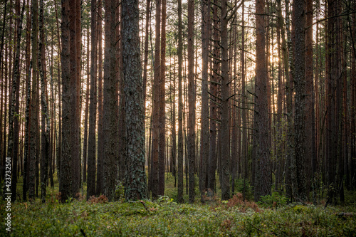 Fototapeta Naklejka Na Ścianę i Meble -  Pine tree forest during sunset in the Kemeri National Park near Jurmala, Latvia