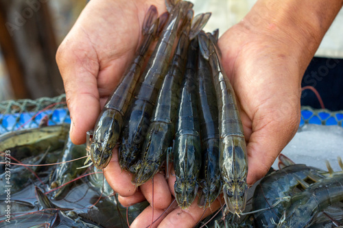 Pacific White shrimps photo