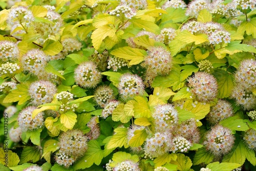 Luxuriantly blooming viburnum physocarpus varieties Luteus  with bright yellow leaves in the garden in spring close up photo