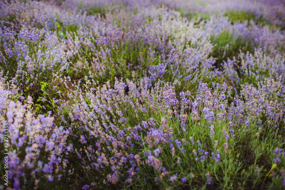 lavender field region