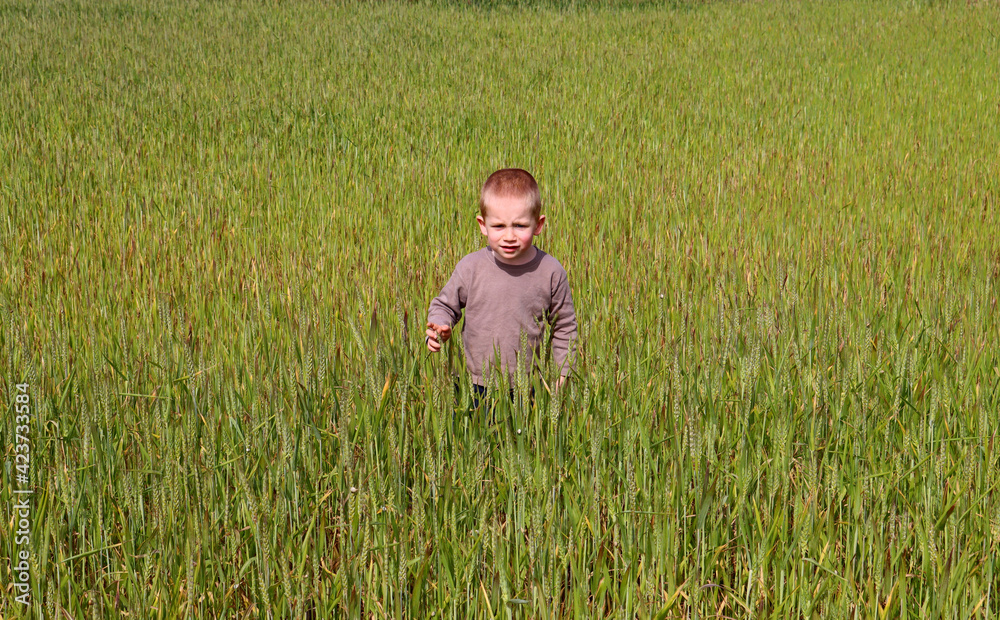Blond boy in a green wheat field. A surprised three-year-old boy is walking in a grain field and having fun. Blond boy in a green wheat field. A surprised three-year-old boy is walking in a grain field and having fun.