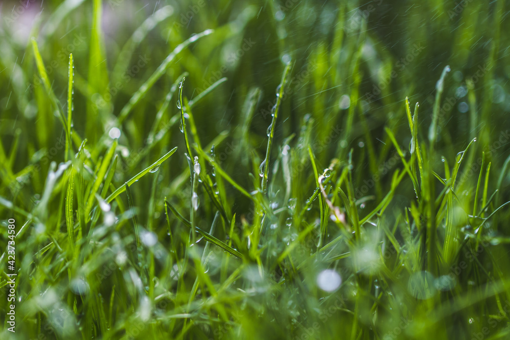 dew on grass dew on grass