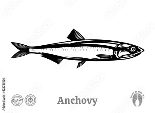Vector anchovy fish illustration isolated on a white background
