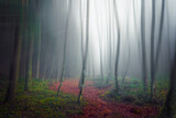 bosco nebbioso