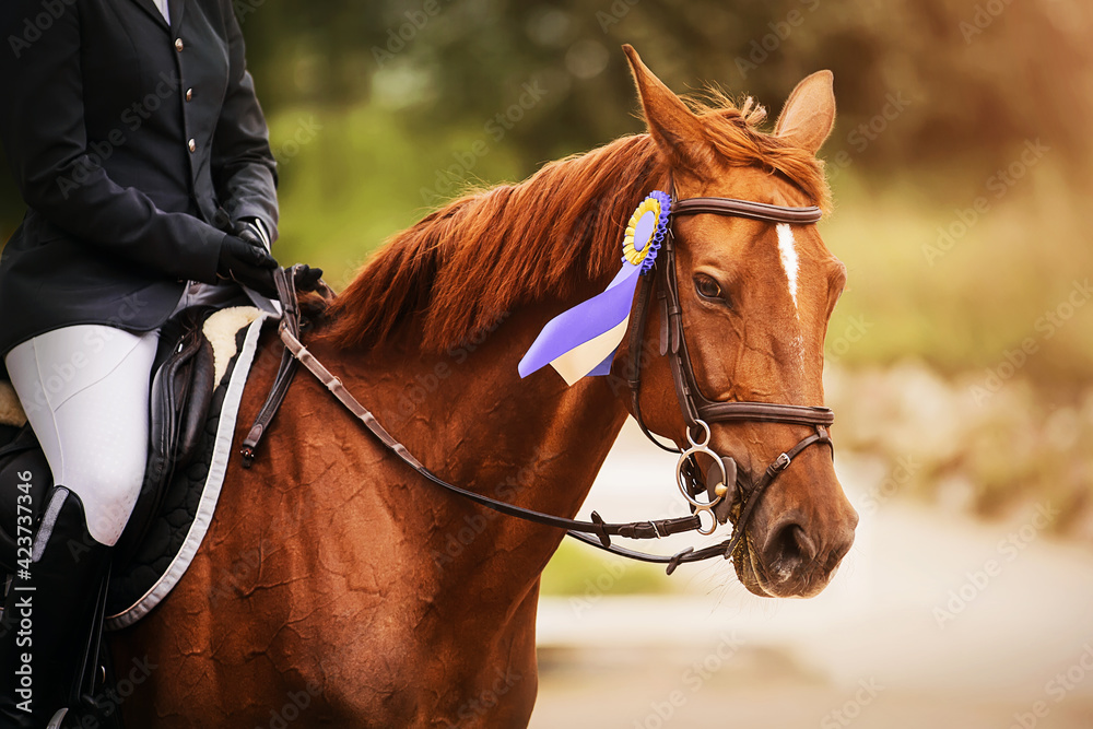 Fototapeta premium Portrait of a beautiful sorrel horse with a rider in the saddle, who received a prize in the form of a purple rosette for winning the competition. Equestrian sports. Horse riding.