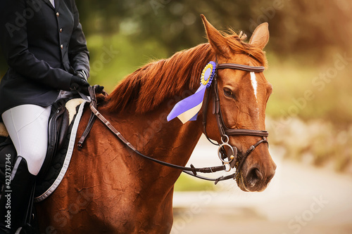 Portrait of a beautiful sorrel horse with a rider in the saddle, who received a prize in the form of a purple rosette for winning the competition. Equestrian sports. Horse riding.