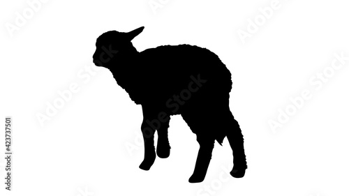 Lamb silhouette vector illustration. Young sheep solated on white background.