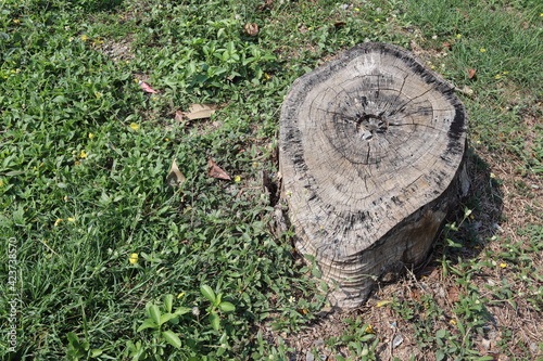 Old tree stump and sapwood on ground flooring in the garden closeup.