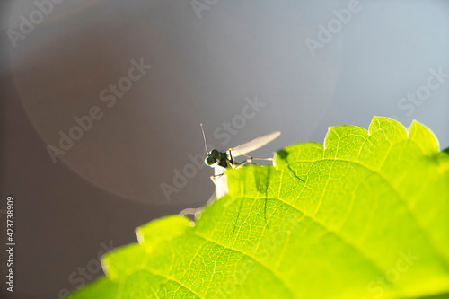 Condylostylus sipho ,greenish long legged fly photo