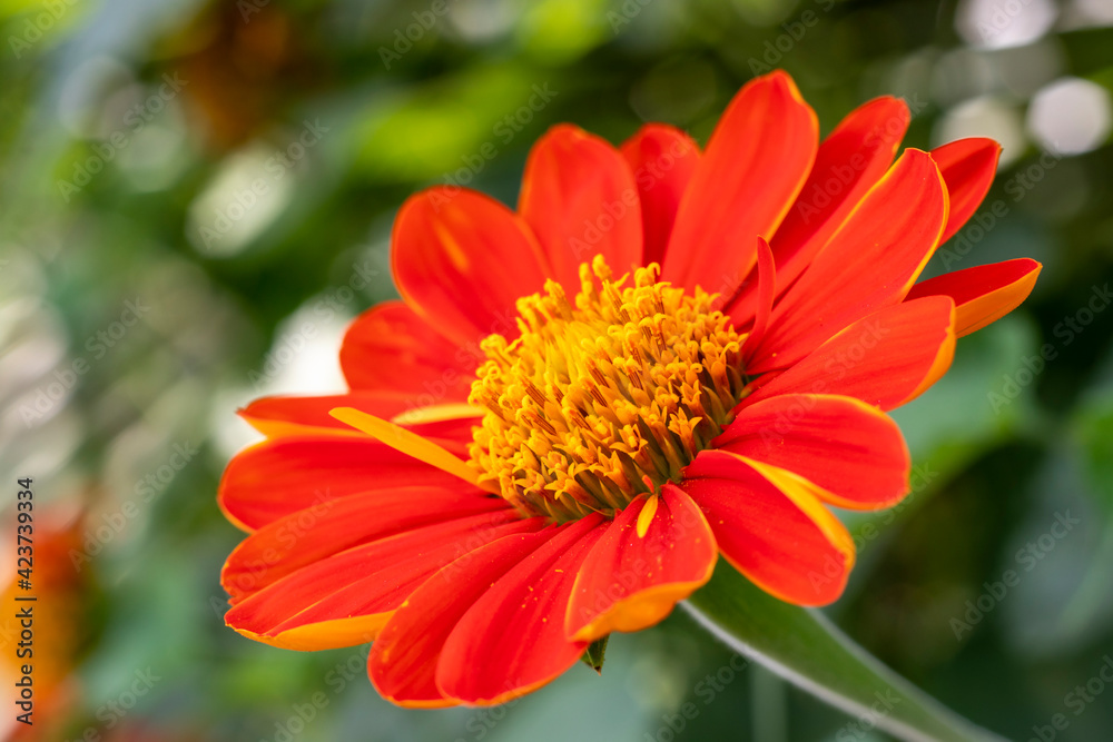 A vibrant blooming orange Mexican sunflower, Tithonia rotundifolia, flower on natural bright blurred green background, blooming in a sunny day in summer in Thailand. A vibrant blooming orange Mexican sunflower, Tithonia rotundifolia, flower on natural bright blurred green background, blooming in a sunny day in summer in Thailand.