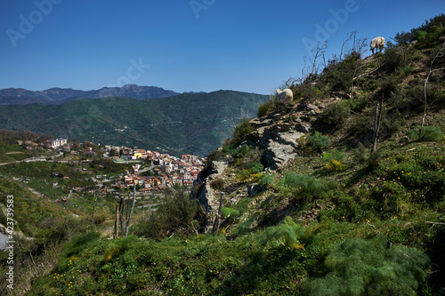 sheep grazing free in the mountains of the Province of Messina and in the town of Limina near Savoca