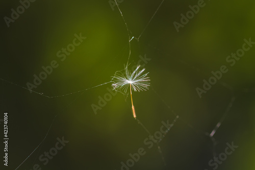 spider on a web