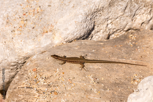 Lizard (Podarcis peloponnesiacus) sitting on a stone close-up in a sunny day