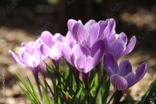 Close up of a group of purple crocus backlit by the sun in early spring