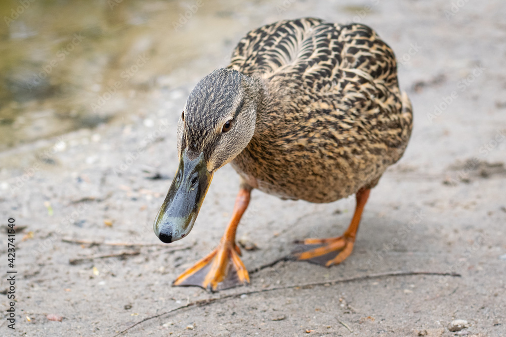 Duck walking on the sand near the water Duck walking on the sand near the water