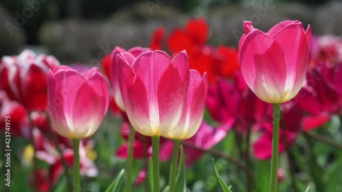 tulips in spring