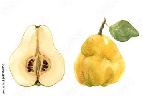 Beautiful set with watercolor hand drawn quince fruit. Stock illustration. photo