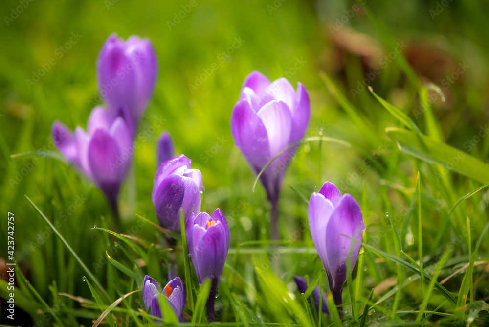 Obraz premium Crocus