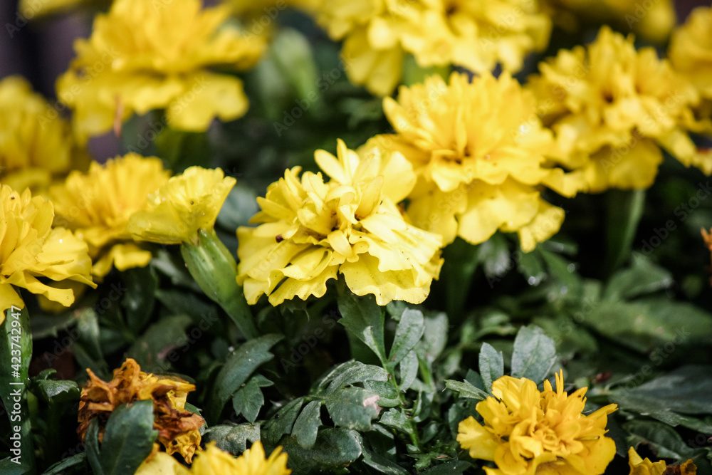 Solid yellow marigolds in the vegetable garden Solid yellow marigolds in the vegetable garden