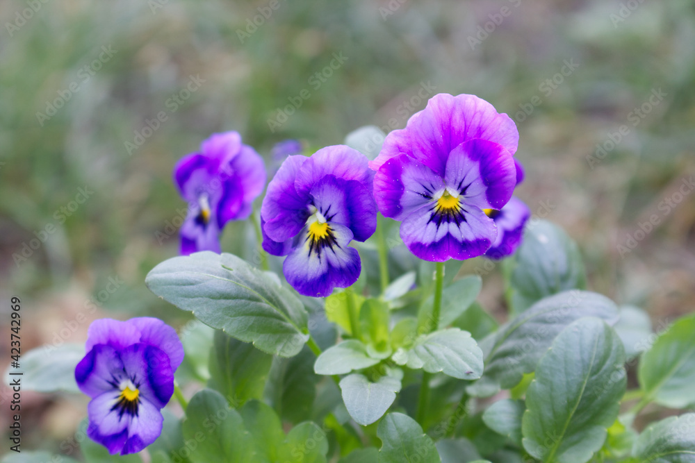Violet pansy flower, closeup of blue pansy in the spring garden. Blurred background. Edible flowers. Violet pansy flower, closeup of blue pansy in the spring garden. Blurred background. Edible flowers.