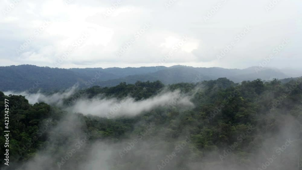 Aerial view of tropical forest canopy covered in mist, flying through the mist closer to the rainforest tree canopy Aerial view of tropical forest canopy covered in mist, flying through the mist closer to the rainforest tree canopy