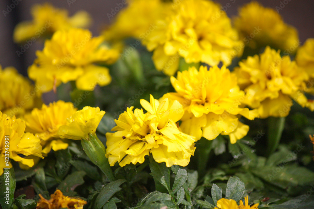 Solid yellow marigolds in the vegetable garden Solid yellow marigolds in the vegetable garden