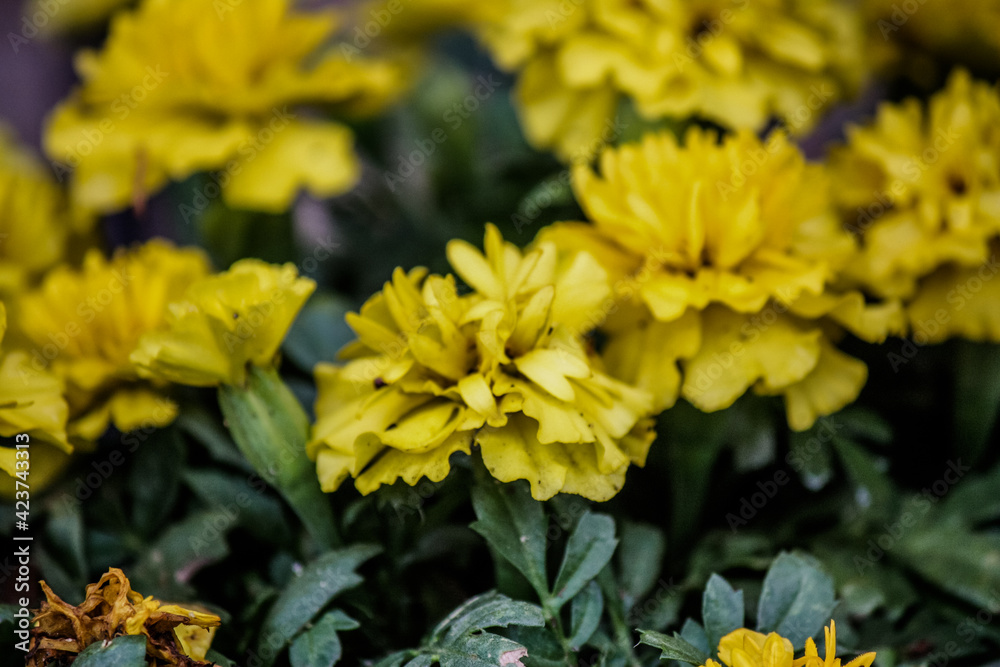 Solid yellow marigolds in the vegetable garden Solid yellow marigolds in the vegetable garden