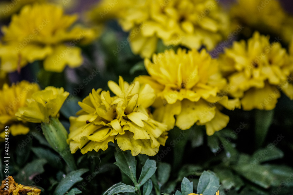 Fototapeta premium Solid yellow marigolds in the vegetable garden
