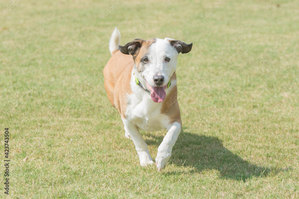 An action shot of a brown dog with a white face running in the grass towards the camera