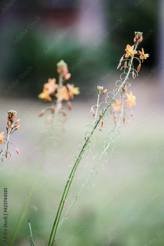 Little orange blossoms in the spring Little orange blossoms in the spring