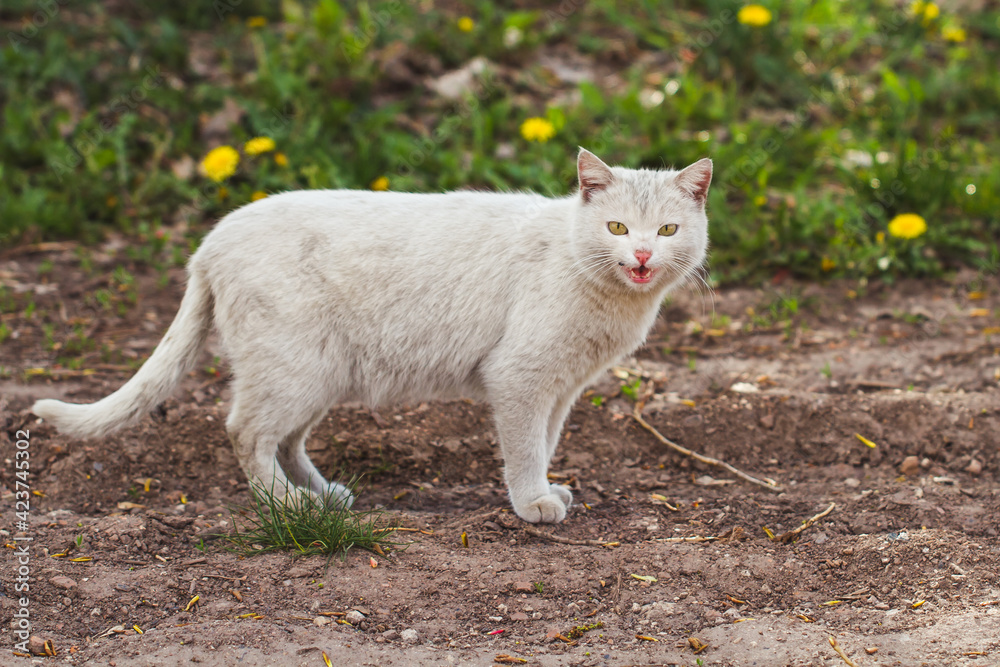 white cat on the meadow